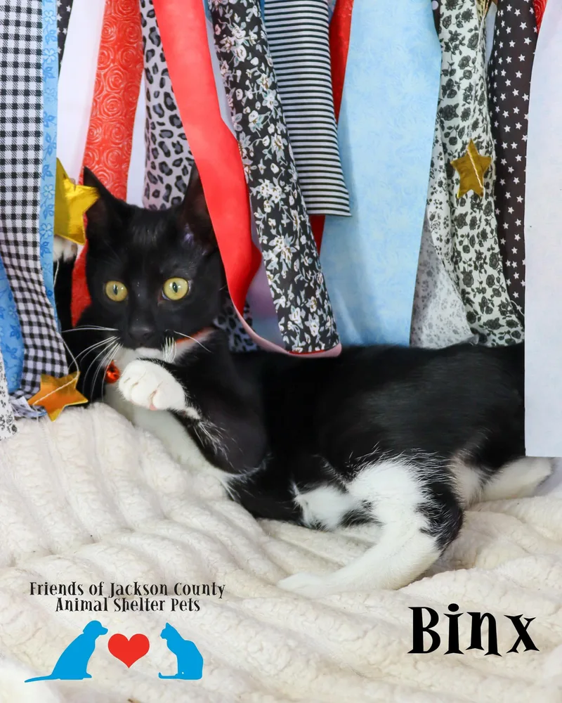 Binx thumbnail 4