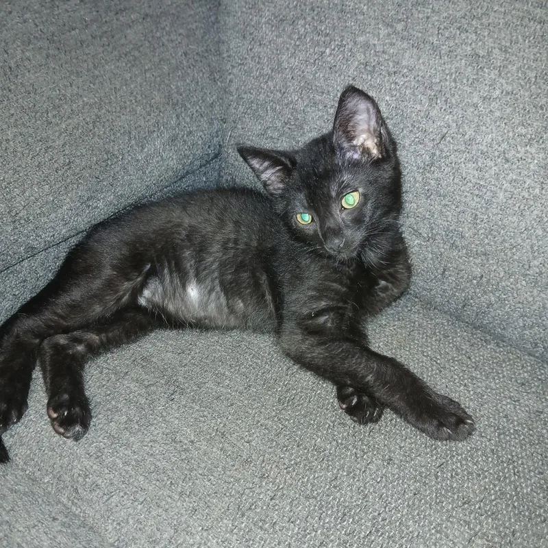 A baby small-sized female Black Domestic Short Hair cat named Raven for adoption in Bentonville, AR