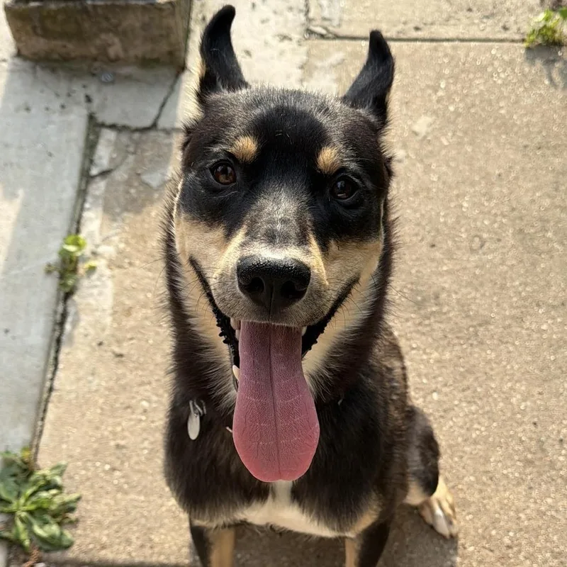 A young medium-sized male Mixed Breed dog named Chihiro for adoption in Chicago, IL