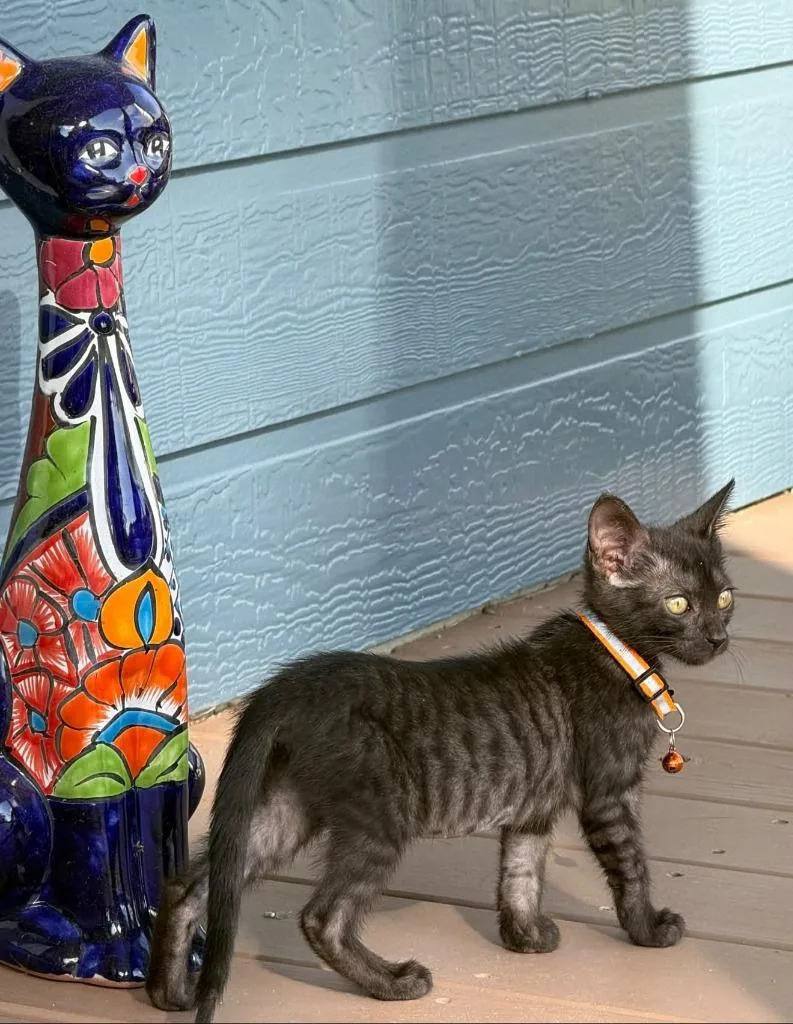 A baby small-sized female American Shorthair cat named Flo for adoption in Glen Rose, TX