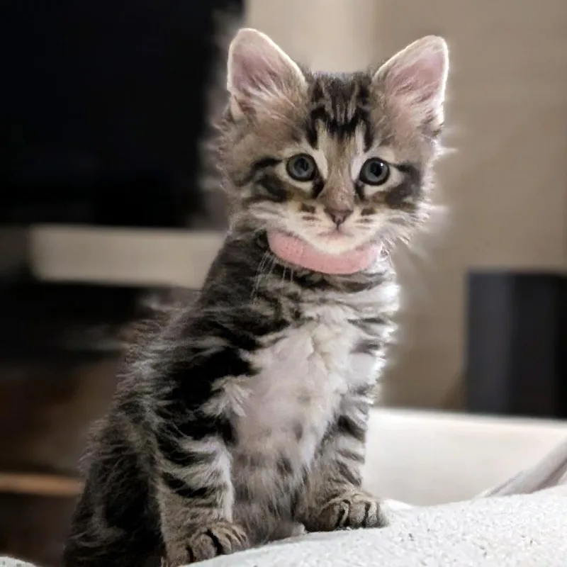 A baby small-sized male Domestic Medium Hair cat named Wakka Wakka for adoption in Austin, TX