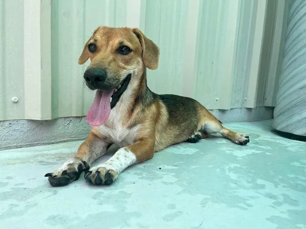 An adult medium-sized female Basset Hound dog named Butternut for adoption in Midland, TX