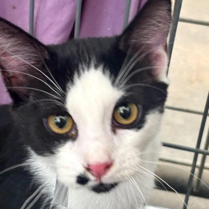 A baby medium-sized male Black Domestic Short Hair cat named Beau for adoption in Taos, NM