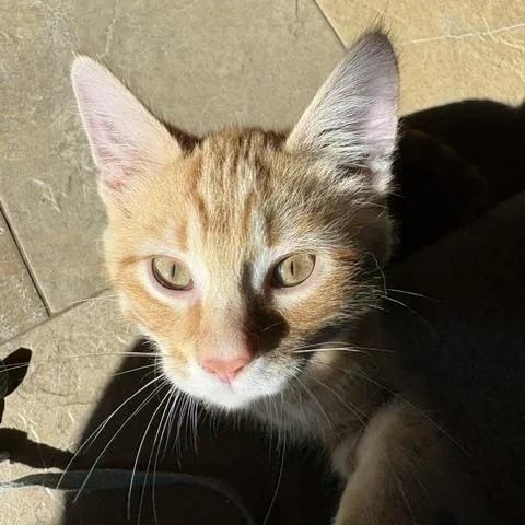 A baby medium-sized male Tabby (Orange / Red) Tabby cat named Freddy for adoption in Lombard, IL