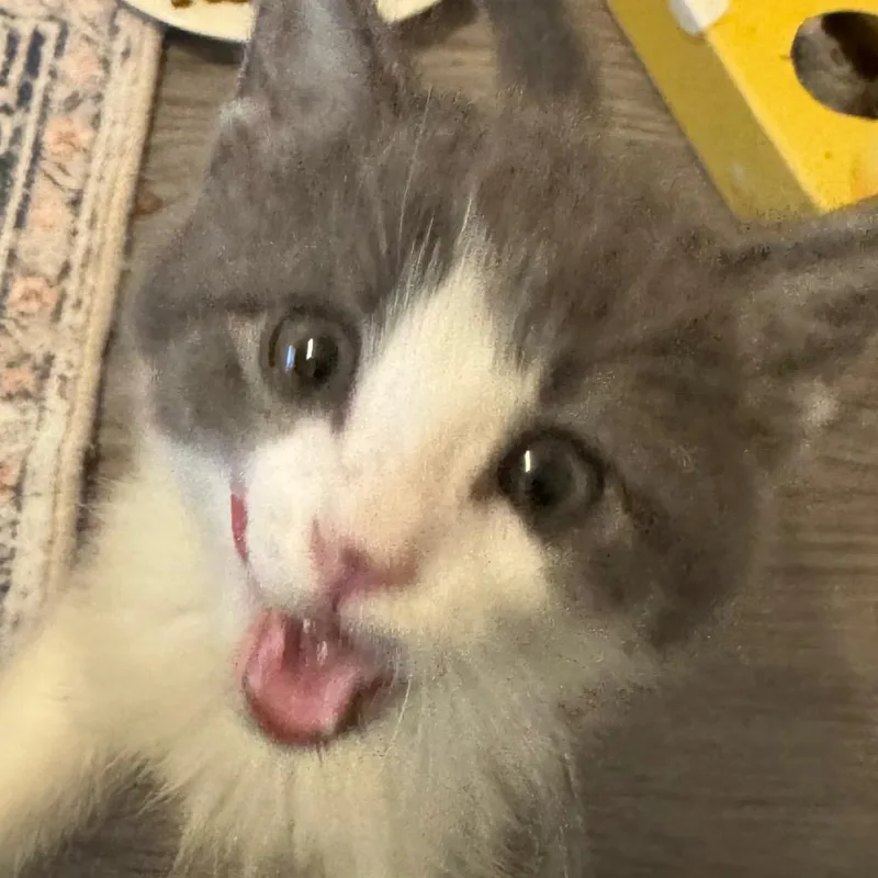 A baby small-sized female Gray / Blue / Silver Domestic Short Hair cat named Mariah for adoption in Frederick, MD