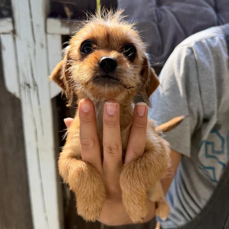 A baby small-sized female Poodle dog named Rosie for adoption in Sonoma, CA