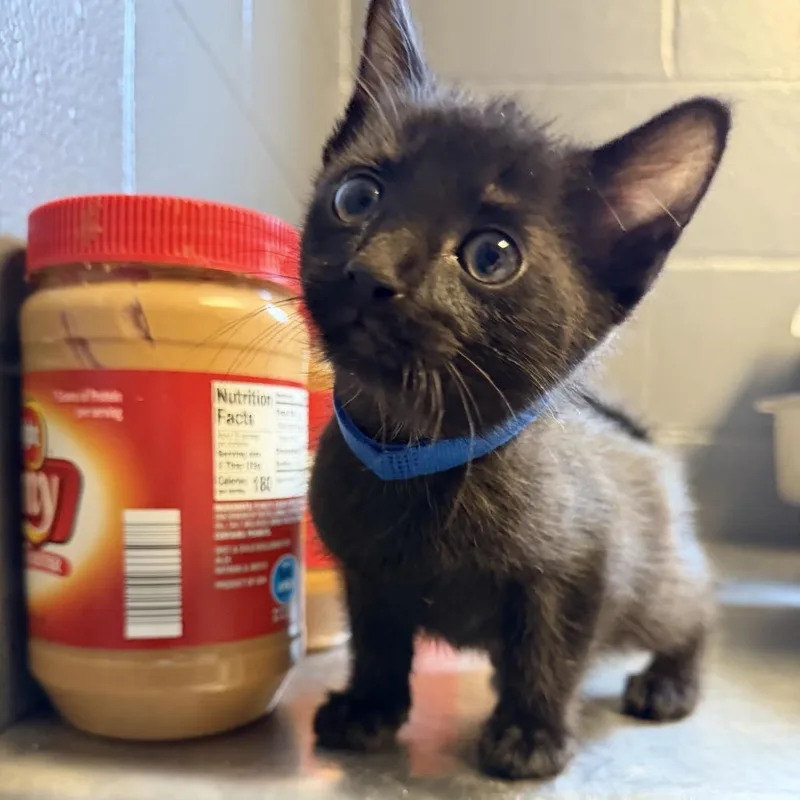 A baby small-sized male Black Domestic Short Hair cat named Sun for adoption in Tuscaloosa, AL