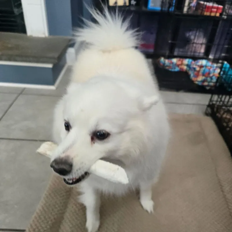 Sammy