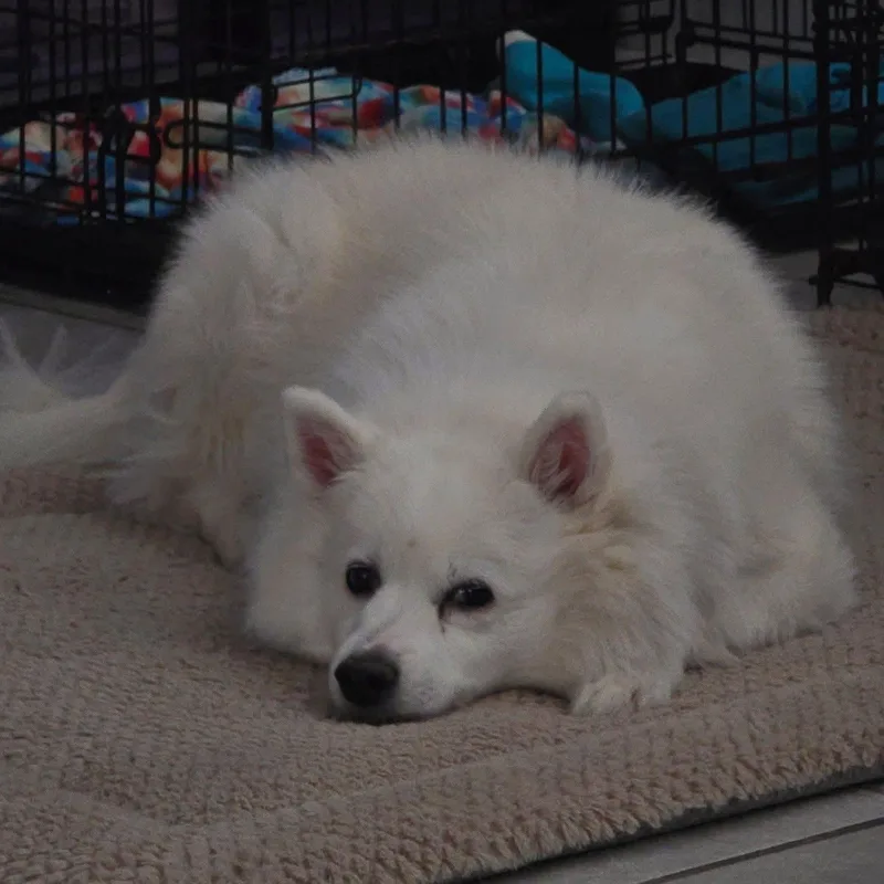 Sammy thumbnail 2