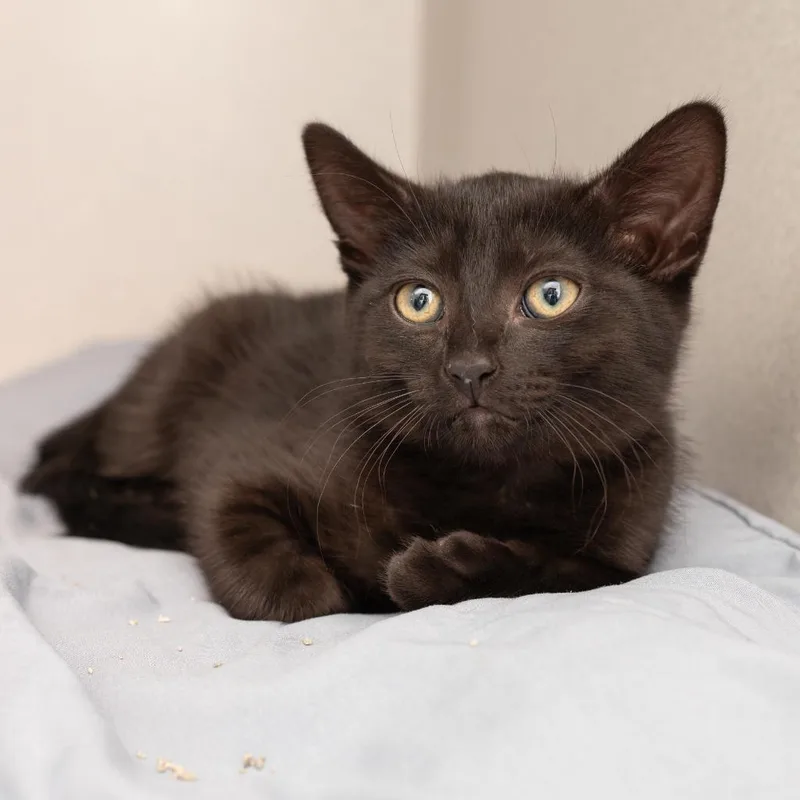 A baby small-sized female Domestic Short Hair cat named Wednesday for adoption in Los Angeles, CA