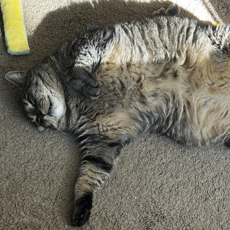 A senior extra large-sized male Brown / Chocolate Domestic Short Hair cat named Rocky Raccoon for adoption in Ashland, MA