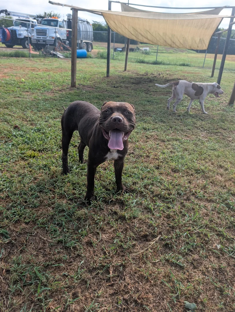 A young large-sized male Pit Bull Terrier dog named Spruce for adoption in Lewisburg, TN