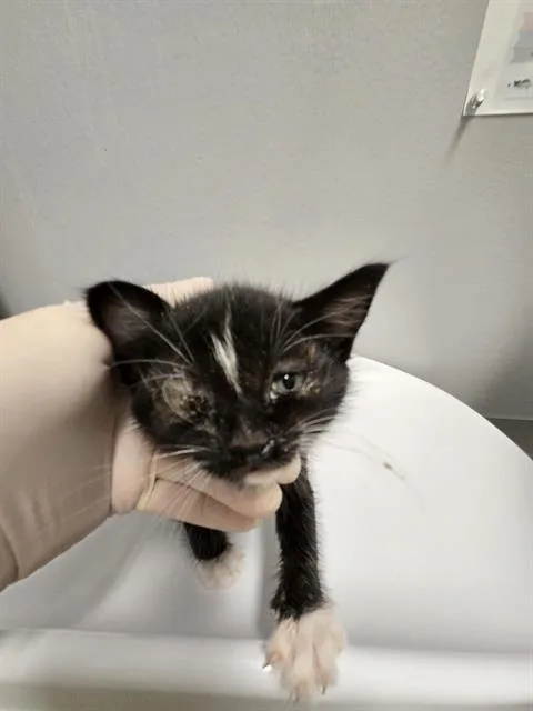 Kitter