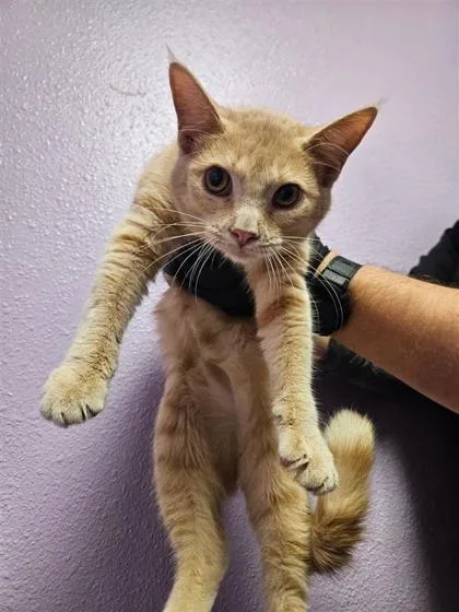 A young small-sized male Orange / Red Domestic Short Hair cat named 61755536 for adoption in El Paso, TX