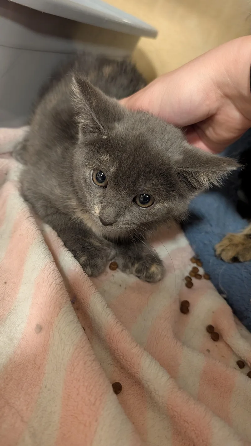A young medium-sized female Dilute Tortoiseshell Domestic Short Hair cat named Edna for adoption in Missoula, MT