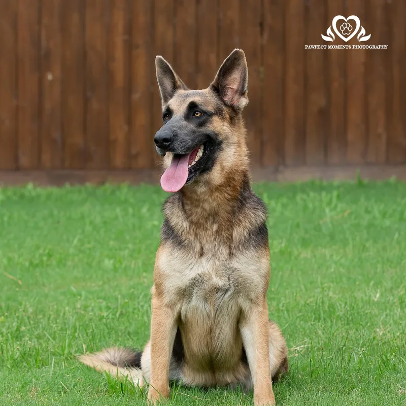 An adult large-sized female German Shepherd Dog dog named Duchess for adoption in Tomball, TX