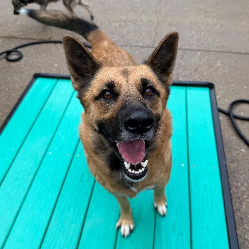 An adult large-sized female Yellow / Tan / Blond / Fawn Mixed Breed dog named Patience for adoption in Charleston, WV
