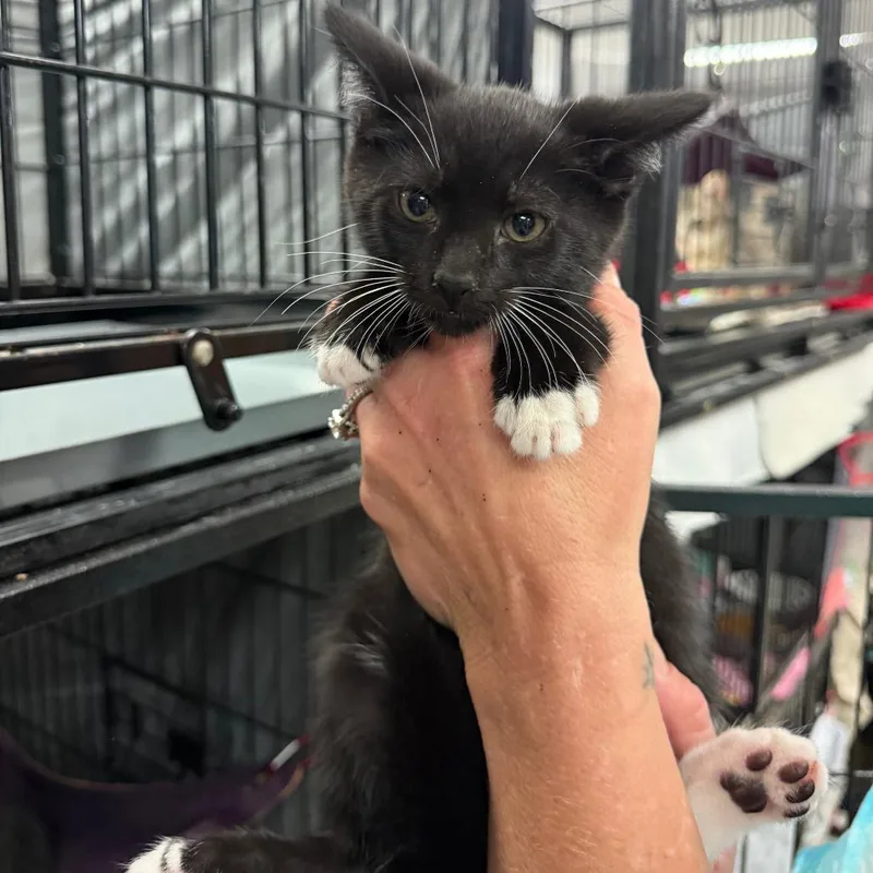 A baby small-sized male Black Domestic Short Hair cat named Sprocket for adoption in Richmond, IN