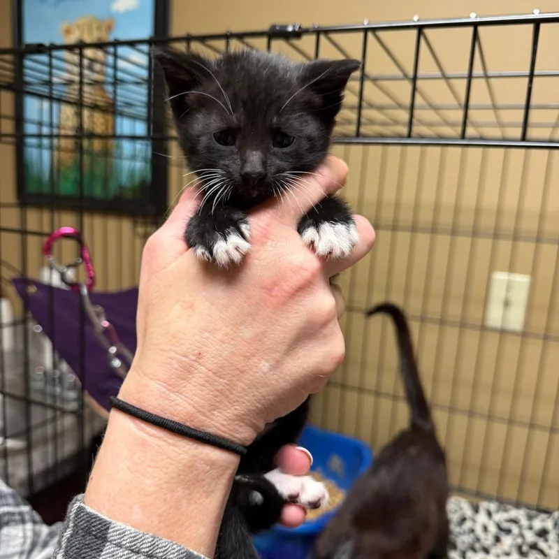 Sprocket thumbnail 2