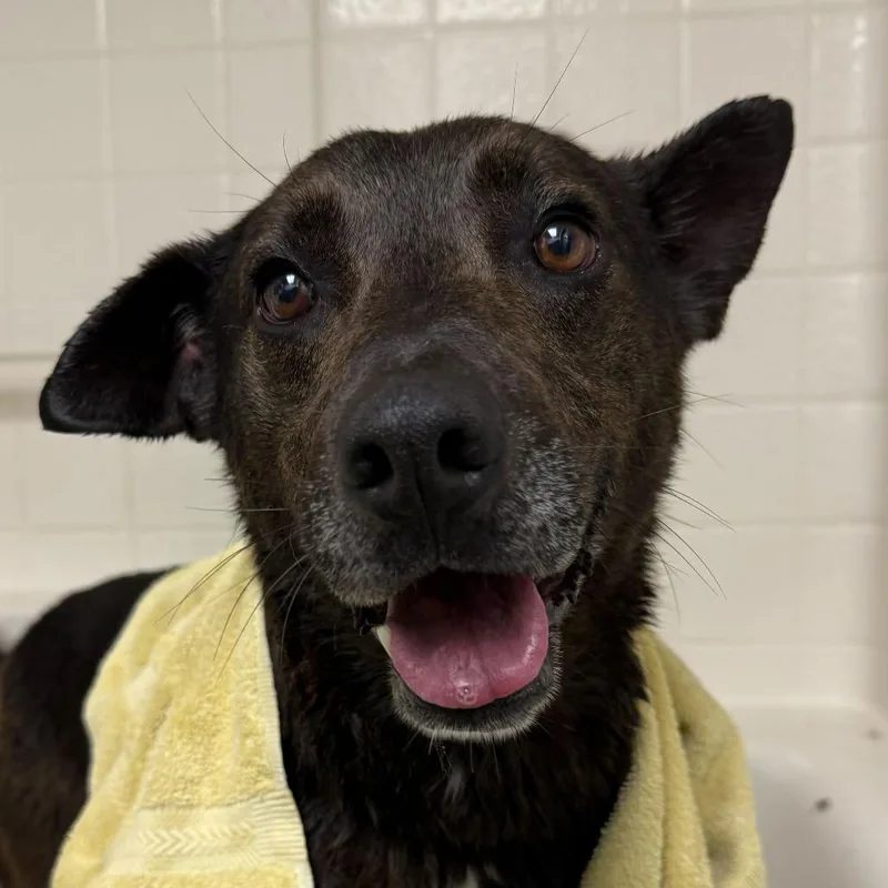 An adult medium-sized male Black Shepherd dog named Jj for adoption in San Diego, CA