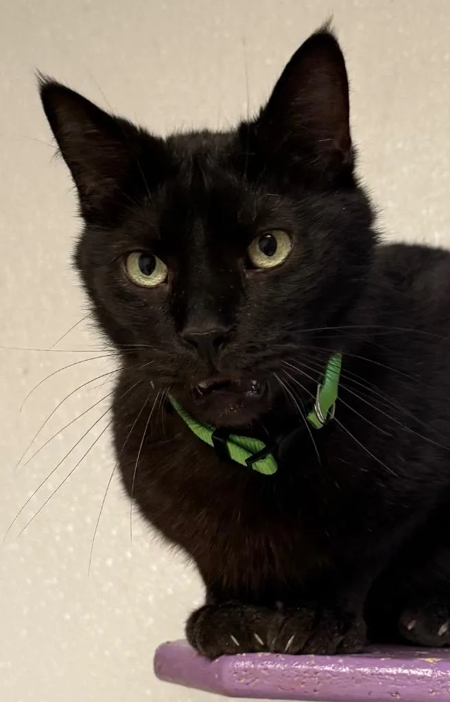 An adult medium-sized male Domestic Short Hair cat named Max for adoption in Saginaw, MI