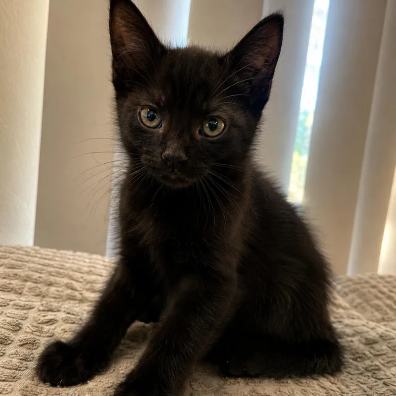 A baby small-sized male Black Domestic Short Hair cat named Shadow for adoption in Tustin, CA
