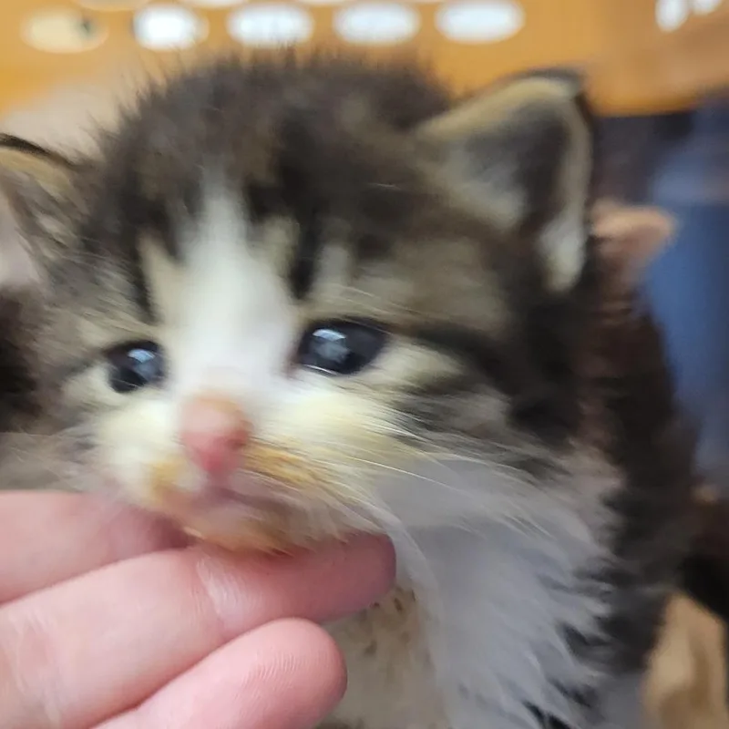 Daisy thumbnail 2