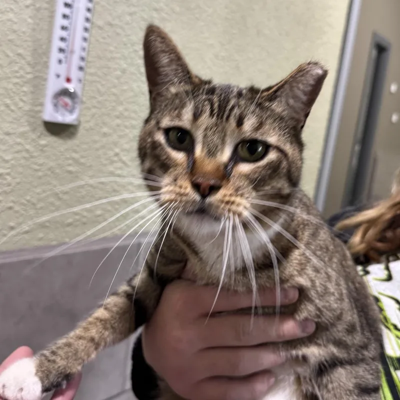 An adult small-sized male Gray / Blue / Silver Domestic Short Hair cat named Kato for adoption in Stagecoach, NV