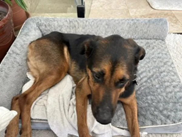 An adult large-sized female Hound dog named Stella for adoption in San Diego, CA