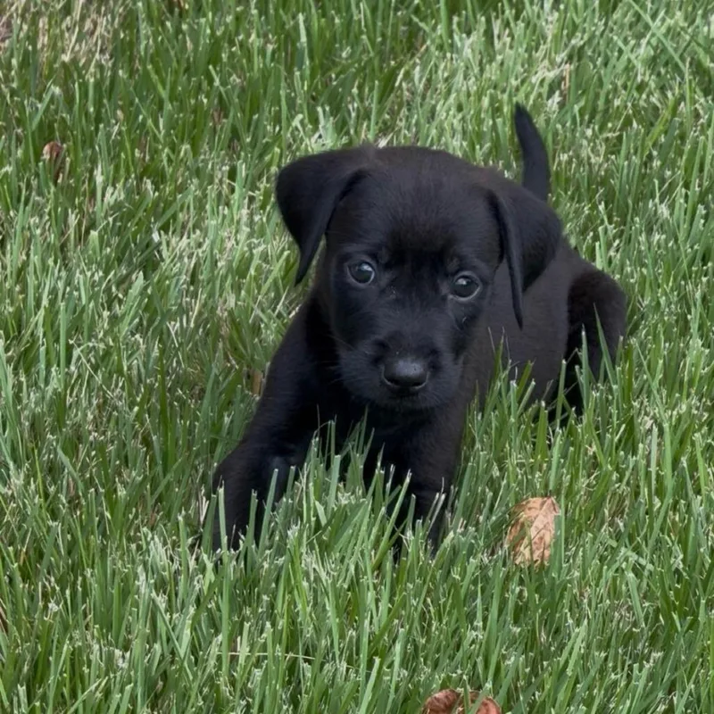 A baby large-sized male Labrador Retriever dog named Mickey for adoption in Cordova, TN