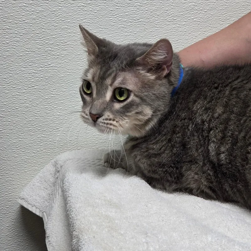 A senior extra large-sized male Gray / Blue / Silver Domestic Short Hair cat named Stormfly for adoption in Albuquerque, NM