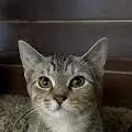 A young small-sized male Tabby (Buff / Tan / Fawn) Domestic Short Hair cat named Kodiak for adoption in Bentonville, AR