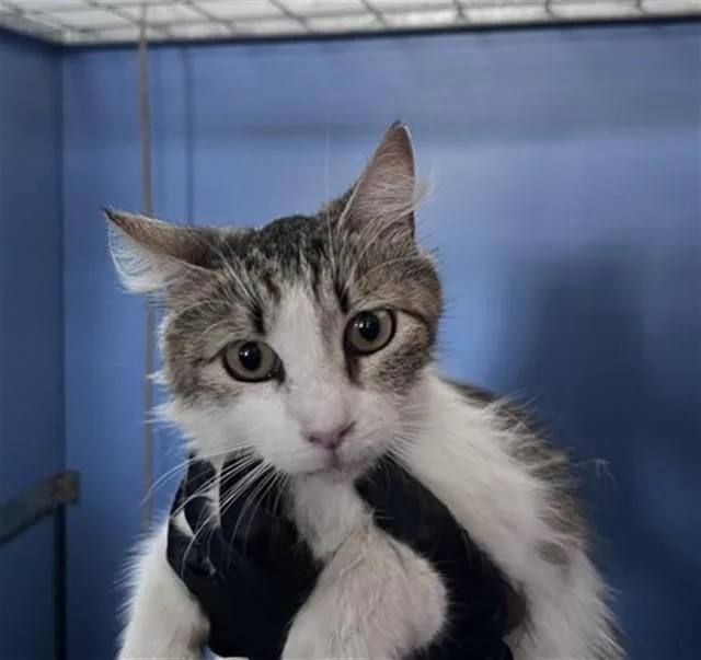 A young medium-sized female Domestic Short Hair cat named Miffy for adoption in San Bernardino, CA