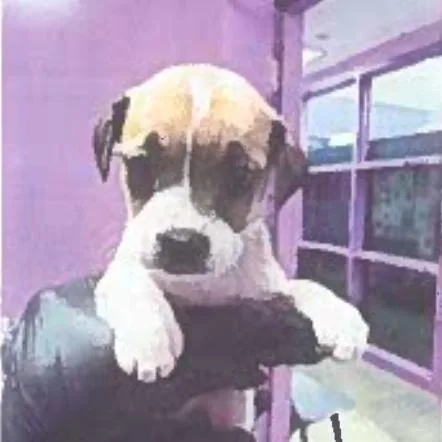 A baby small-sized female Yellow / Tan / Blond / Fawn Pug dog named Serena for adoption in Tacoma, WA