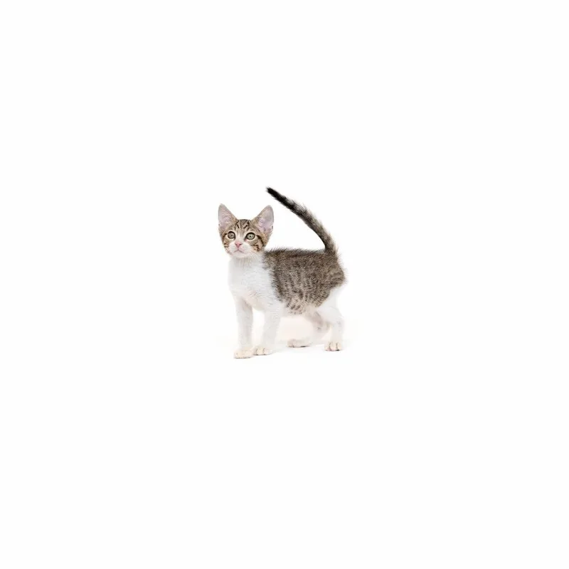 A baby small-sized male Black Domestic Short Hair cat named Paprika for adoption in Playa Vista, CA