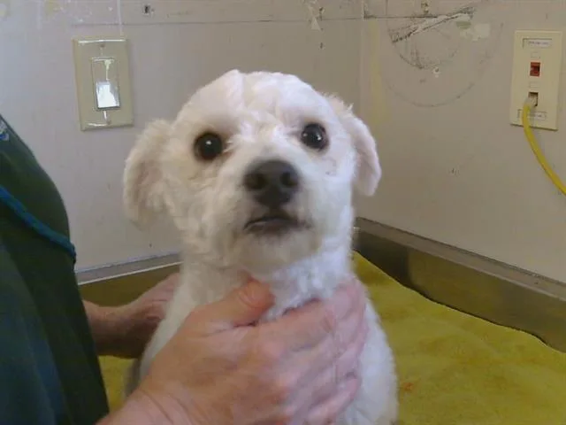 A young small-sized male Bichon Frise dog named Bon Bon for adoption in Sacramento, CA