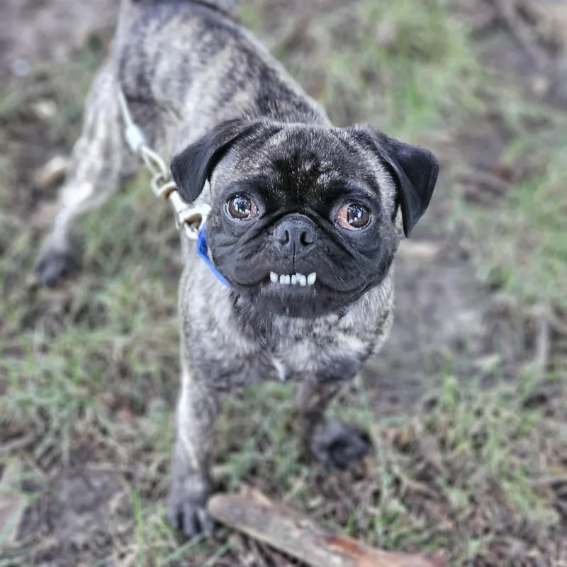 A young small-sized male Brindle Pug dog named Chato for adoption in O Fallon, IL