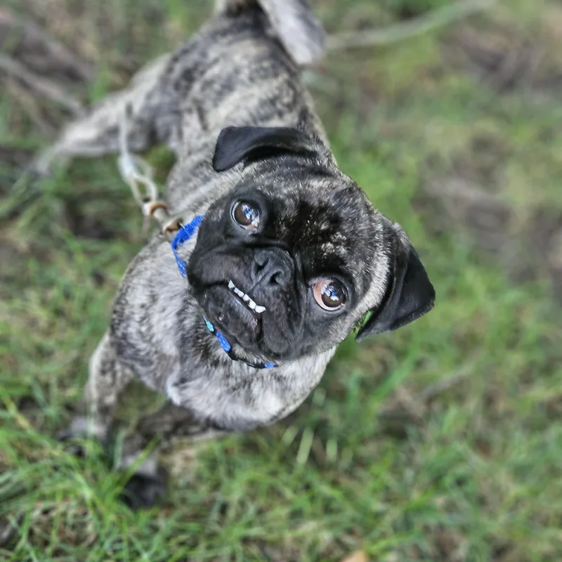 Chato thumbnail 4