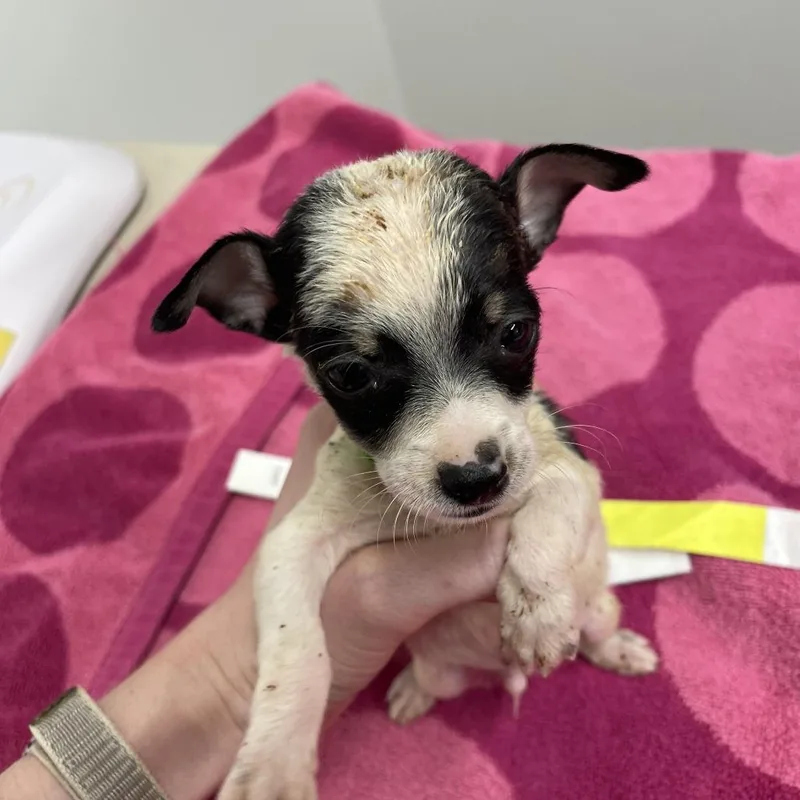 A baby small-sized male Chihuahua dog named Pickled Cucumber for adoption in Austin, TX