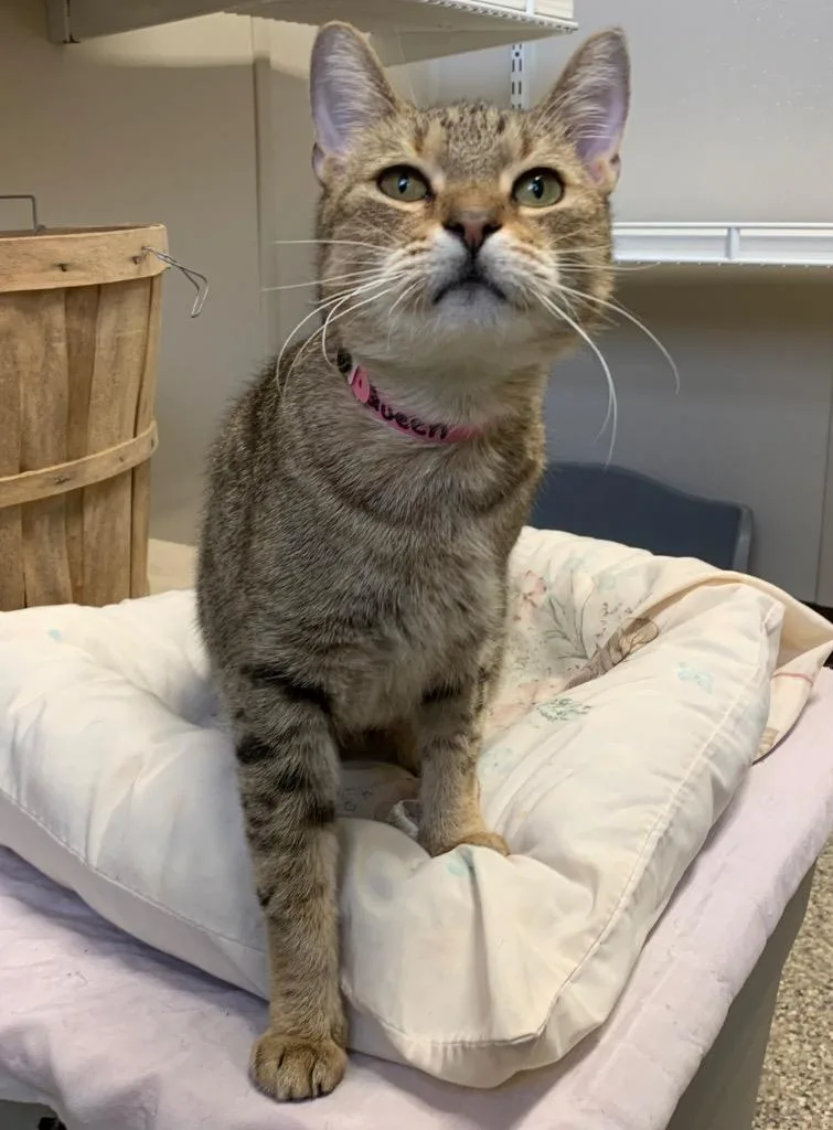 An adult small-sized female Domestic Short Hair cat named Queen for adoption in Fremont, OH