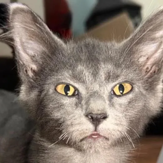 A baby small-sized male Gray / Blue / Silver Russian Blue cat named Slate for adoption in League City, TX
