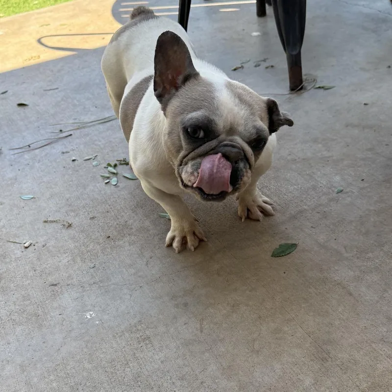 An adult small-sized female White / Cream French Bulldog dog named Lollie for adoption in Sacramento, CA