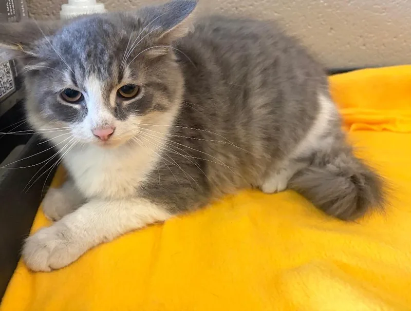 A baby medium-sized male Domestic Short Hair cat named Everett for adoption in Gallatin, TN