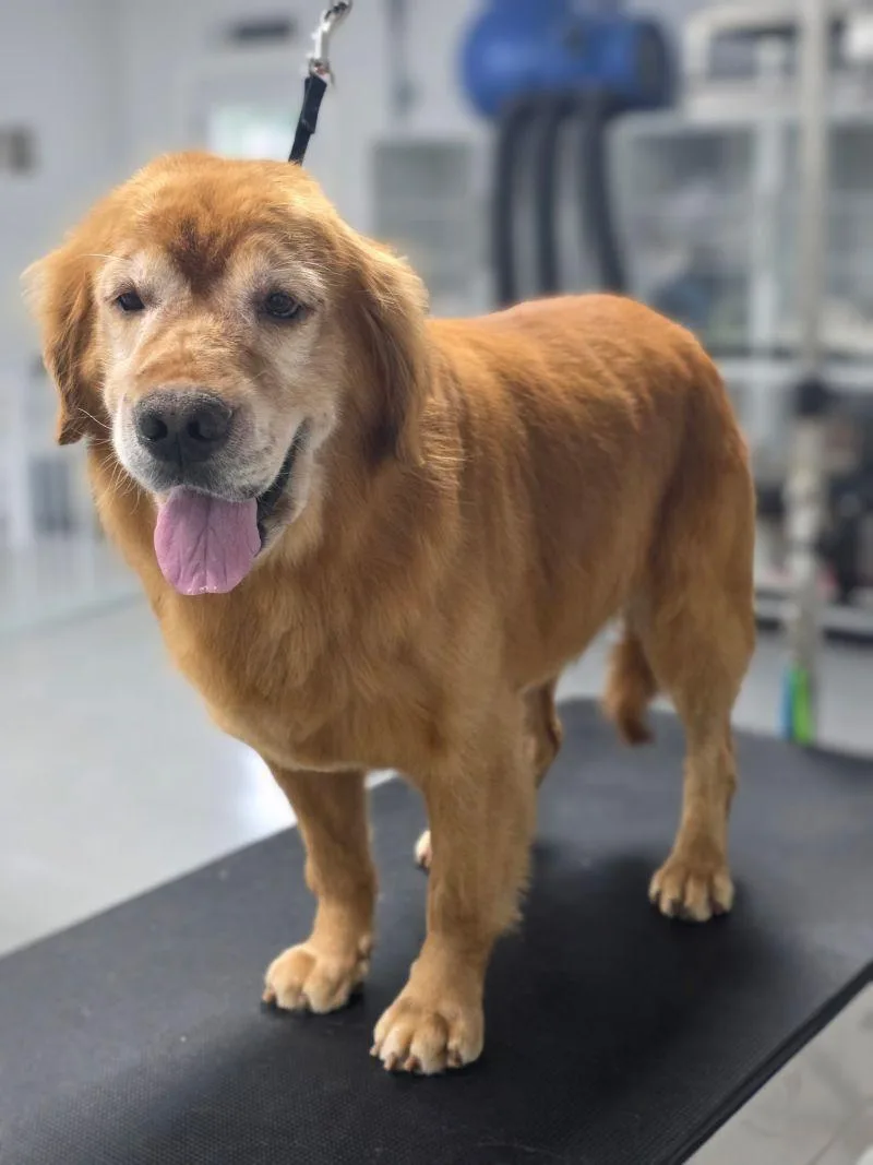 An adult large-sized male Golden Retriever dog named Rambo for adoption in Bath, OH