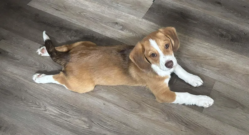 Mr. Glittercakes thumbnail 4