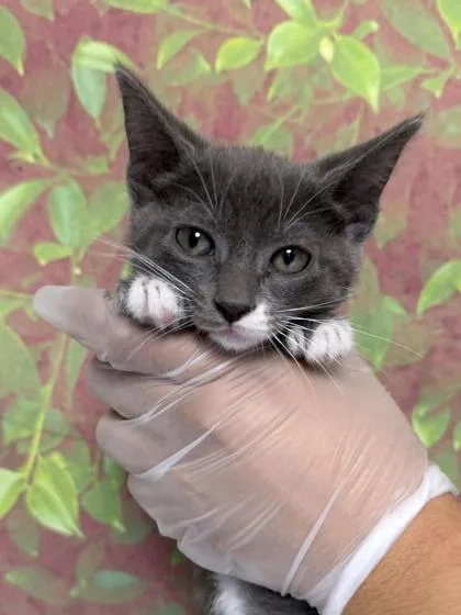 A young small-sized female Domestic Short Hair cat named Celsius for adoption in San Antonio, TX