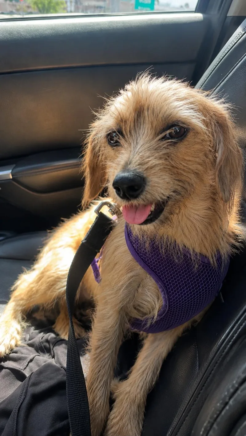 An adult small-sized female Norfolk Terrier dog named Lilac for adoption in San Diego, CA