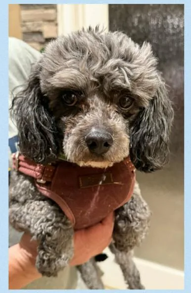 A young small-sized male Poodle dog named Gaston In Tx for adoption in Cranston, RI