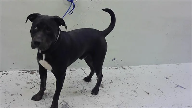 A young medium-sized male Staffordshire Bull Terrier dog named Edgardo for adoption in Houston, TX