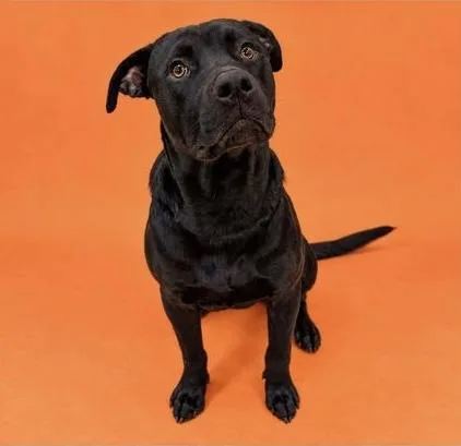 A young large-sized male Rottweiler dog named Joe for adoption in Carver, MA